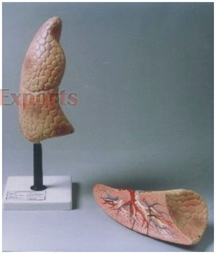 HUMAN LUNG (RIGHT)